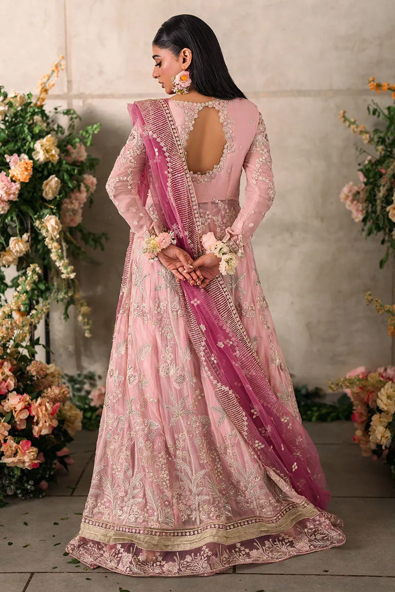 MUSHQ | Mastani Evening Luxury Chiffon Collection | MAISHA