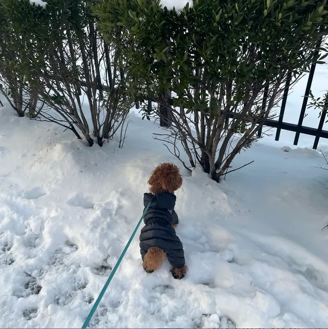 Pet Puffer Jacket - Luxury Warm Winter Snowsuit
